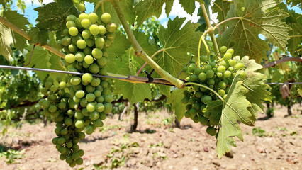 Fototapeta na wymiar green grapes on the vine