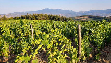 White wine grapes on the vine in a vineyard in rural Tuscany, Italy