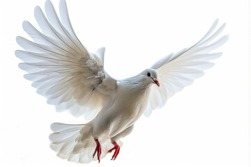 A white dove in flight with wings fully spread, isolated on a white background, Generative AI