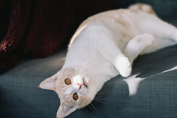 Playful Orange and White Cat Posing for Camera