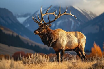 Solitary bull elk with impressive antlers standing in an autumnal grassland with mountain backdrop at twilight, Generative AI