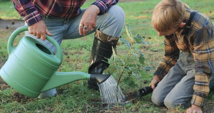 Portrait of mature man and his grandson which watering oak sapling that is planted by them on lawn in the park