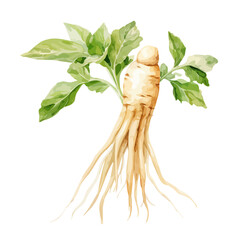 Watercolor illustration design of ginseng plant with root.panaxginseng, isolated on white background.Vector.