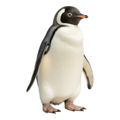 Penguin on transparent background