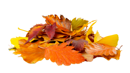 Autumn Leaf Pile Isolated, Colored Autumn Tree Leaves Set, Yellow Orange Green Foliage, Fall Leaf Collection