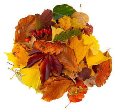 Autumn Leaf Pile Isolated, Colored Autumn Tree Leaves Set, Yellow Orange Green Foliage, Fall Leaf Collection