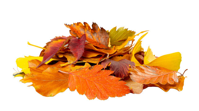Autumn Leaf Pile Isolated, Colored Autumn Tree Leaves Set, Yellow Orange Green Foliage, Fall Leaf Collection