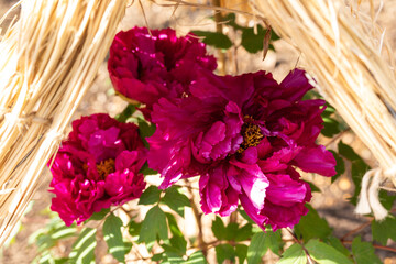 上野東照宮ぼたん苑の冬牡丹　新国色