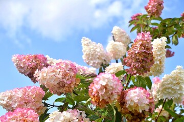 inflorescences of hydrangea paniculata Vanilla Fraise against the blue sky
