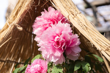 上野東照宮ぼたん苑の冬牡丹　聖代