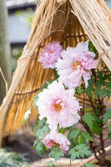 上野東照宮ぼたん苑の冬牡丹　瑞祥