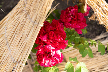 上野東照宮ぼたん苑の冬牡丹　シャントール花、牡丹、ぼたん、ボタン、日本、風景、植物、自然、屋外、観光、花びら、和、日本文化、藁ぼっち、わらぼっち、大きい、緑、藁、ワラ、被る、上野、牡丹園、東京、赤、向陽、紅、シャントール