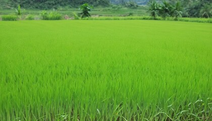 Fototapeta na wymiar Green rice plants in the fields of farmers