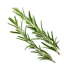Fototapeta premium Rosemary leaves on transparent background