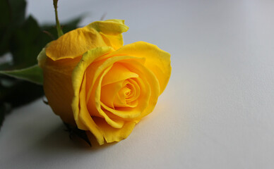 One Blooming Yellow Rose On White Surface Isolated 
