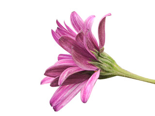 Daisy in purple color flower  isolated on white background
