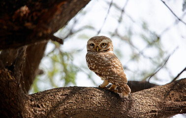 Spotted owlet perched in a tree in India