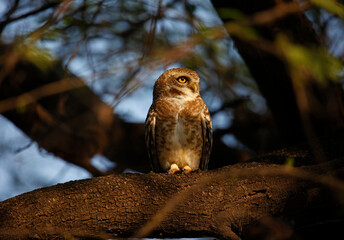Spotted owlet perched in a tree in India
