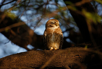 Spotted owlet perched in a tree in India