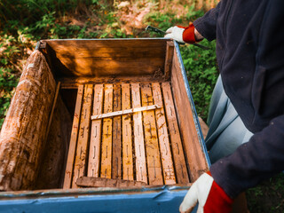 Open beehive with frames and hands of beekeeper in protective gloves on wooden frame. Inspecting...
