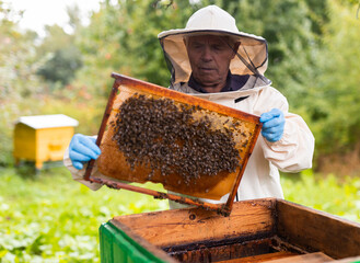 Beekeeper on apiary. Beekeeper is working with bees and beehives on apiary.