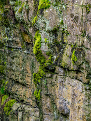 Gesteinsschichten im Muschelkalk