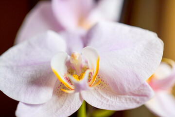 Macro photo of an orchid flower, Phalaenopsis.