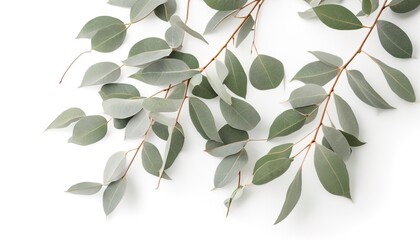 Fototapeta na wymiar Soft branches of eucalyptus leaves in a white background