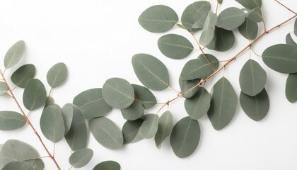 Soft branches of eucalyptus leaves in a white background