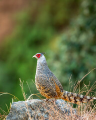 cheer pheasant or Catreus wallichii or Wallich's pheasant bird portrait during winter migration perched on big rock in natural green background in foothills of himalayas at forest of uttarakhand india