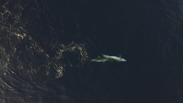 Aerial view of beautiful island with dolphins swimming in the clear blue waters, Mali Losinj, Croatia.