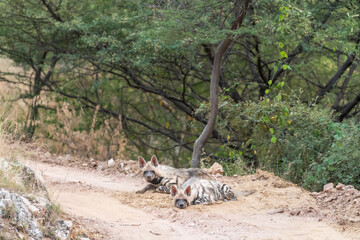 Wild Striped hyena or hyaena hyaena family or pair with calm face and alert ears in action roadblock or blocking forest road track in outdoor jungle safari in ranthambore national park rajasthan india - 741375329