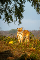 wild indian female tiger or tigress panthera tigris on territory stroll head on staring with angry face in winter morning safari at dhikala jim corbett national park forest reserve uttarakhand india - 741375546
