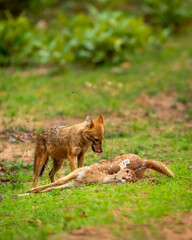 Indian golden jackal or Canis aureus indicus with spotted deer or chital kill in natural green background at bandhavgarh national park forest tiger reserve madhya pradesh india asia