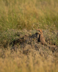monitor lizard or bengal monitor or common indian monitor or varanus bengalensis full length on mound basking in winter sunlight in grassland in outdoor wildlife safari at forest of central india - 741376350