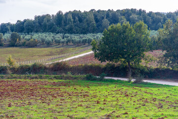 Countryside rural road between Tuscany fields in Autumn, fall season. Monteriggioni region, Tuscany, Italy.