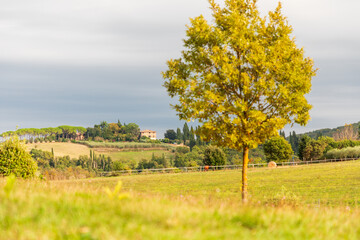Scenic Tuscany countryside rural landscape in early autumn, Monteriggioni region, Tuscany, Italy
