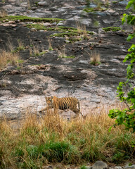 indian wild female bengal tiger or panthera tigris camouflage view in grass strolling in jungle during safari in peak season at ranthambore national park forest reserve sawai madhopur rajasthan india - 741377187