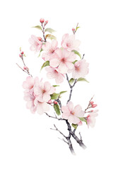 Naklejka premium Delicate Cherry Blossoms Branch Isolated on White