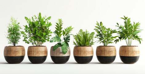 Obraz na płótnie Canvas beautiful plants in ceramic pots isolated on white background.