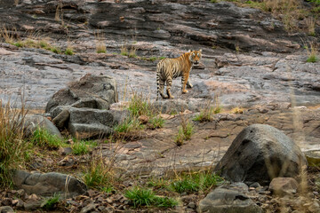 indian wild female tiger or tigress panthera tigris looking back with eye contact during safari in rocky hill terrain habitat at ranthambore national park forest reserve sawai madhopur rajasthan india - 741377566