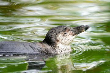 Swimming penguin. Animal in close-up.
