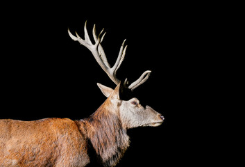 Portrait of a red deer with antlers against a black background. Cervus elaphus.

