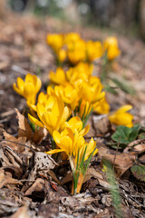 beautiful spring flowers yellow crocuses. selective focus, macro photo - 741379118
