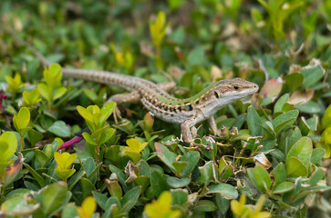 Lizard on a bush