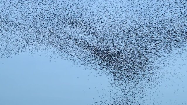 Starling birds murmuration in a cloudy sky during sunset at the end of a winter day. Huge groups of starlings (Sturnidae) in the sky that move in shape-shifting clouds before the night.