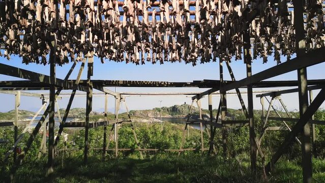 Captured from a drone moving backwards, this video showcases the rows of drying cod on the Lofoten Islands, blending tradition with the stunning natural scenery