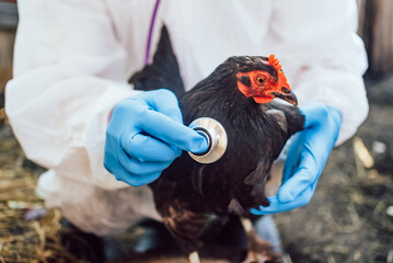 A veterinarian with a stethoscope checks a domestic chicken for avian flu, an outbreak of the...