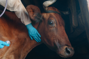 The veterinarian conducts a medical examination of the cow on the farm, checks the breathing with a...