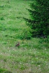 One big and wild hare in the forest among the grass.